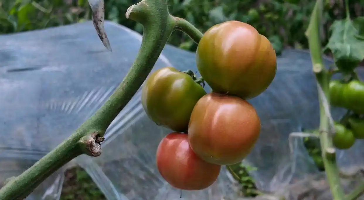 科技赋能农业齐鲁沃野“慧”种田(图5)