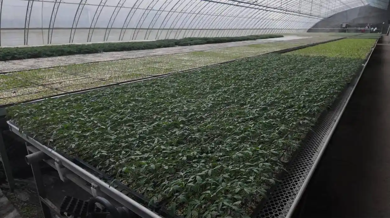 科技赋能农业齐鲁沃野“慧”种田(图4)