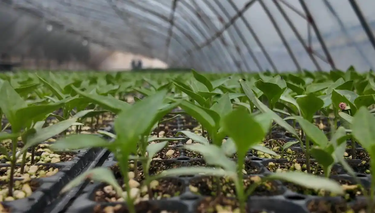 科技赋能农业齐鲁沃野“慧”种田(图3)