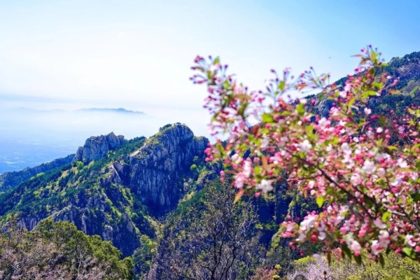 Ancient crabapple trees burst into soft pink bloom on Mt. Tai