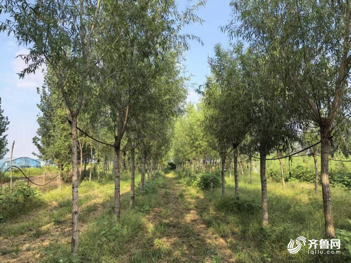潍坊昌乐县:林下养殖兴产业生态赋能促增收(图2)