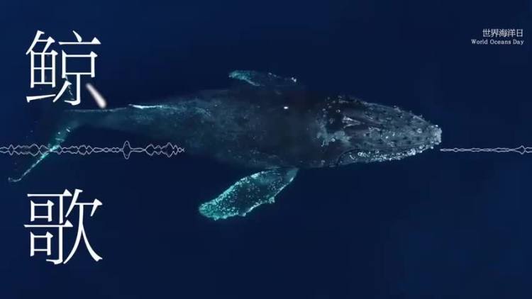 听！1分钟沉浸式感受鲸的声音