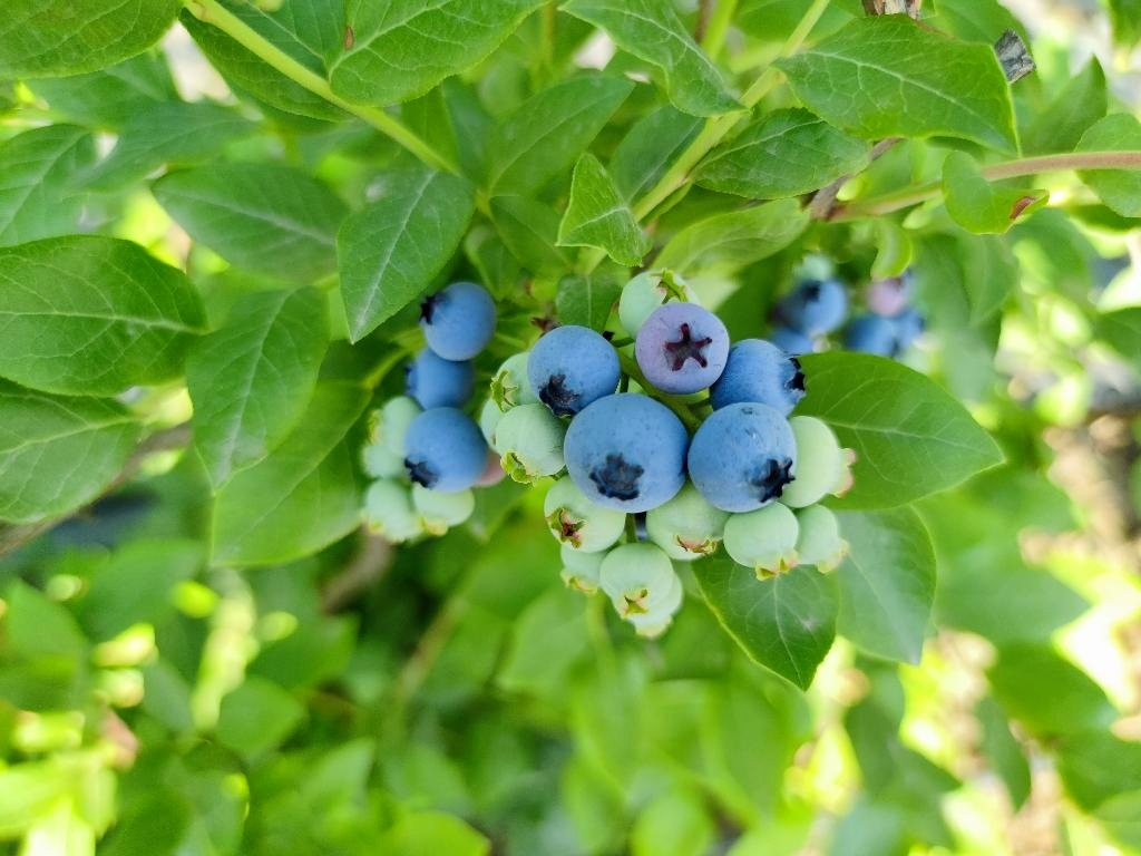 济南市平阴县孔村镇：小小蓝莓绘就乡村振兴“莓”好“蓝图”