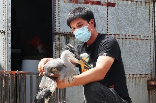 （中国这十年·斯人）闯入动物世界的“90后”：闻声识鸟 结数万“新友”