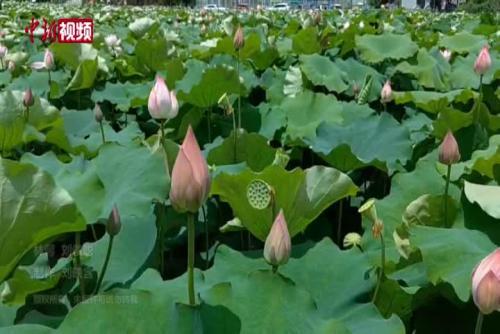 廣西“藕鄉”萬畝荷花盛開 美景引游人“打卡”圍觀