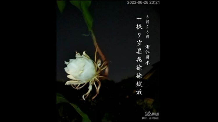 愿見者都有好運！延時看麗水曇花一現