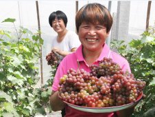 黨建引領，西辛莊村產業振興之路