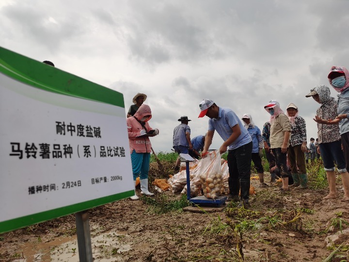 鹽堿地種出“金疙瘩”