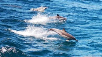 治愈！200多条海豚在温州北麂海域嬉戏