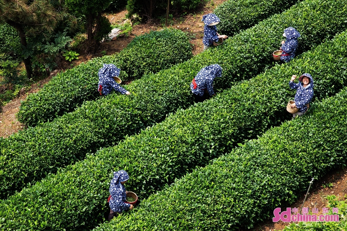 Tea industry thrives in Lanshan, Rizhao