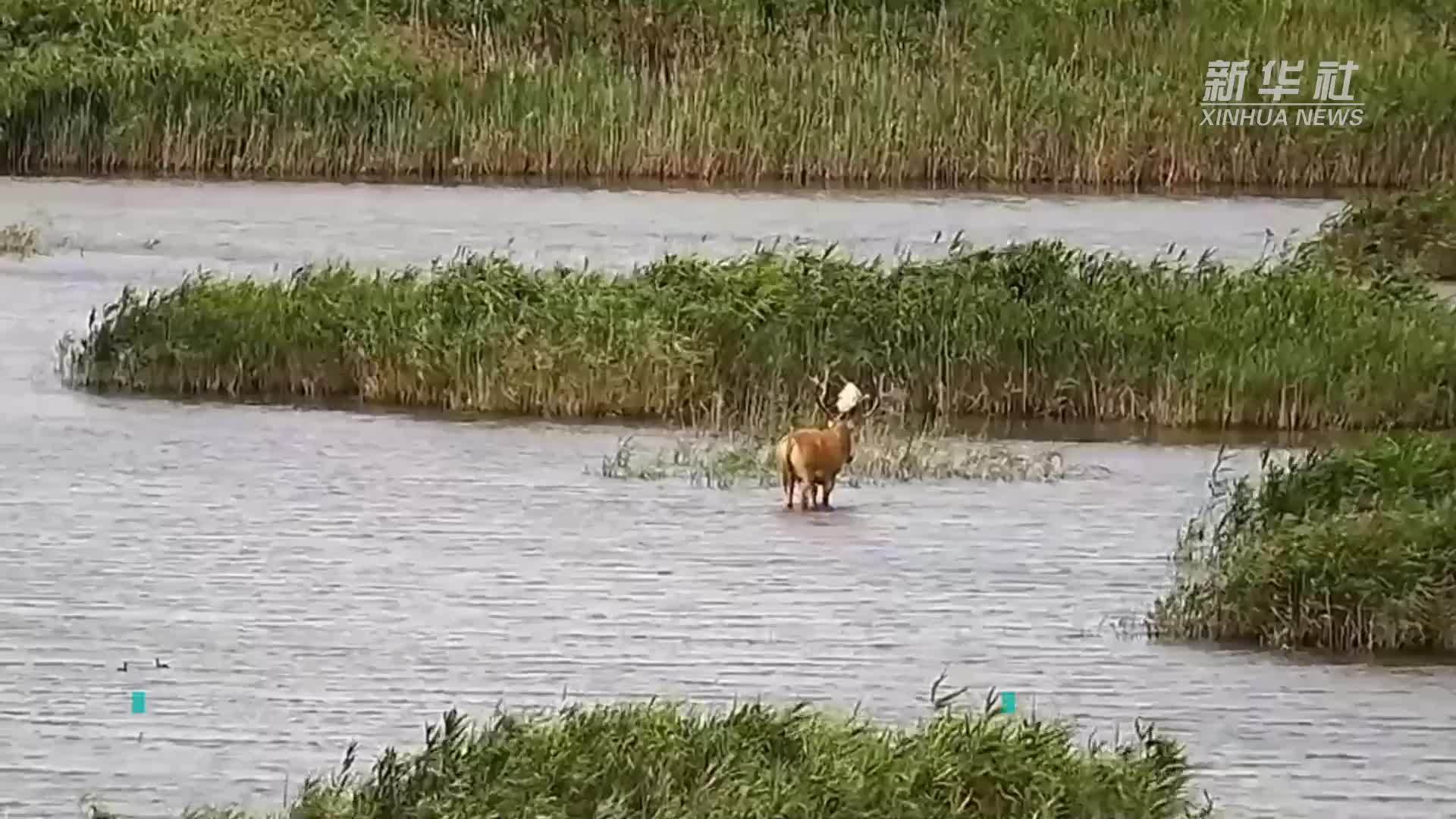 畫面來了！上海首次發現野生麋鹿