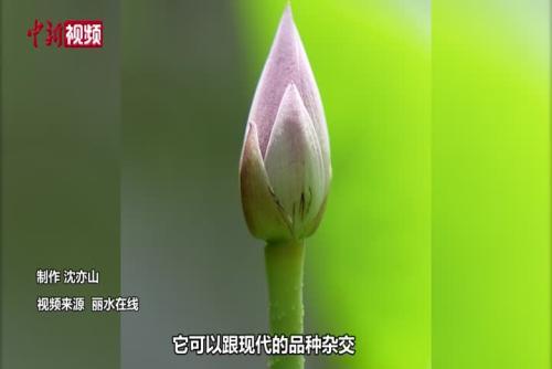 浙江麗水千年古蓮首次開花