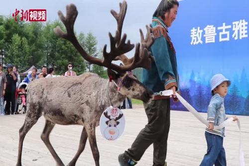 內蒙古“馴鹿王”大賽：馴鹿“走秀”萌翻全場