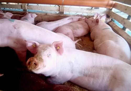 农业农村部：生猪价格后期不具备持续大幅上涨基础条件