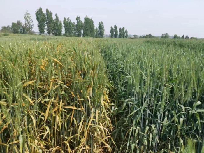 西农大团队发现小麦中协助条锈菌感染“真凶” 开辟生物育种新途径
