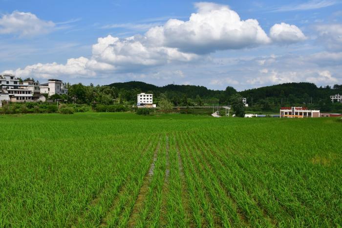 （人民幸福生活）贵州山区农业“一地生多金”农户笑开颜