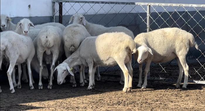 山西神池：“杜湖神羊”已成养殖产业“领头羊”