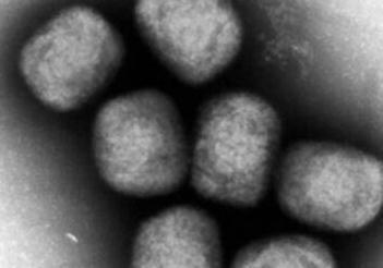 日媒：日本国内发现首例猴痘确诊病例