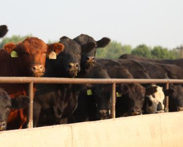 美国堪萨斯州6月数千头牛死于高温 尸体被埋垃圾场
