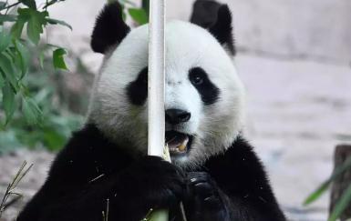 生日快乐！莫斯科动物园将用竹子蛋糕给旅俄大熊猫庆生