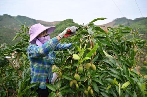 農業農村部：深入實施種業振興行動