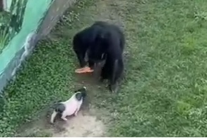 山东黑猩猩帅气扔回游客掉落拖鞋   园区回应：难度不高  日常还能帮饲养员捡垃圾