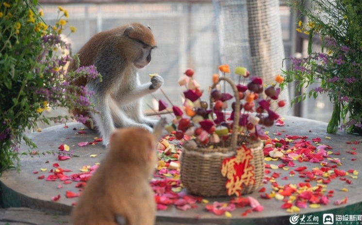 济南动物园两只猴子七夕“完婚” 保育员：“女方”是奉子成婚