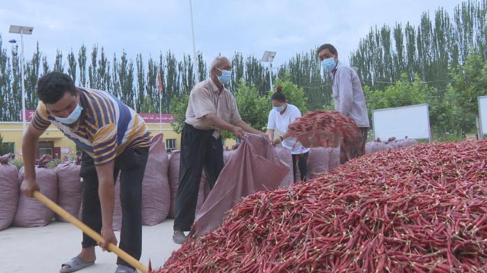 “订单销售+合同种植”为新疆伽师县群众“辣”出一条产业路