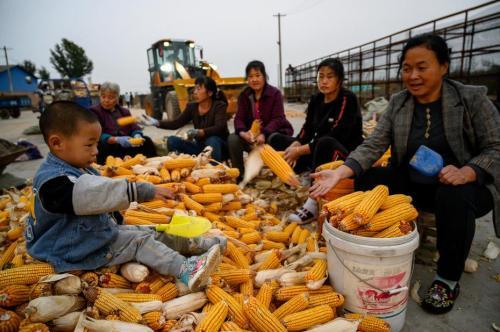 农业农村部：玉米必须保持较高的国内自给率