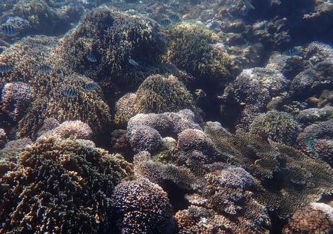 台湾南部珊瑚白化风险将进入2级警戒