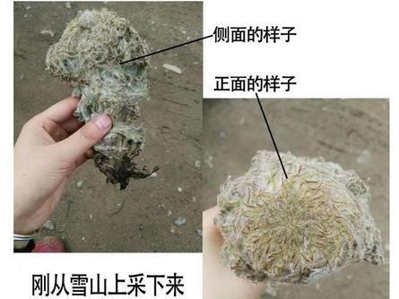 瀕危動物成食材 流量至上的“變味吃播”怎么管