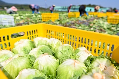 三亚新鸿港市场暂停交易影响蔬菜供应？不属实！