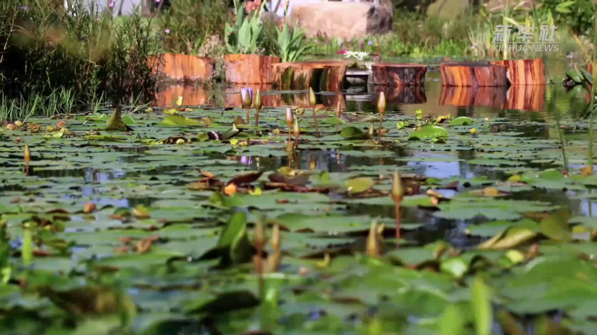 上万“水中睡美人”绽放上海辰山植物园