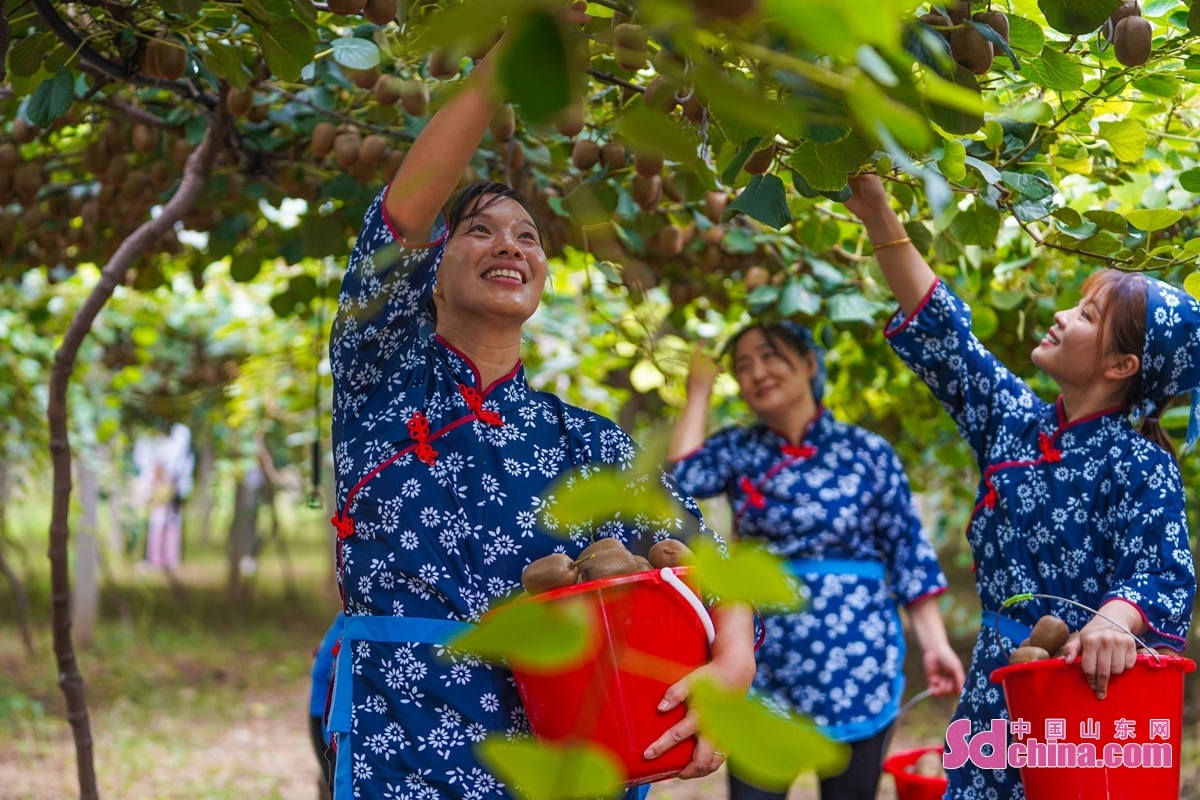 Kiwi fruit ripe for harvest in Zouping, Jining