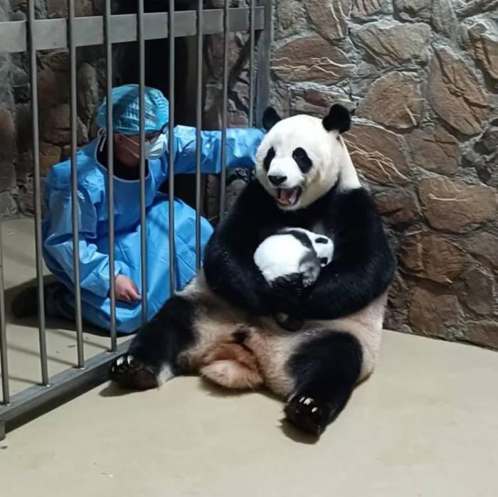 成都：疫情管控下工作人员守护大熊猫“居家生活”