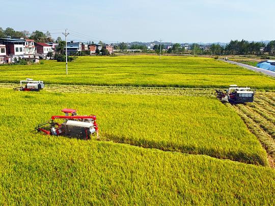 全國大部地區秋糧長勢較好 全年糧食產量有望保持1.3萬億斤以上