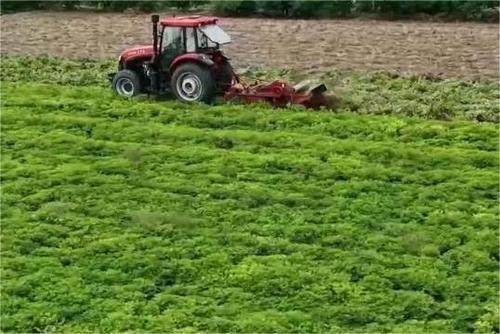 在希望的田野上 | 花生喜獲豐收 機(jī)械化收割促增收