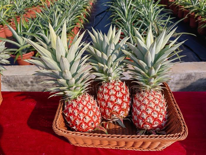 中国热科院丰收节展示热带作物新品种、新产品