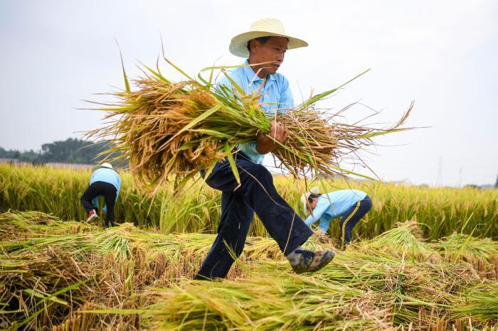 长沙农民比拼水稻收割庆丰收