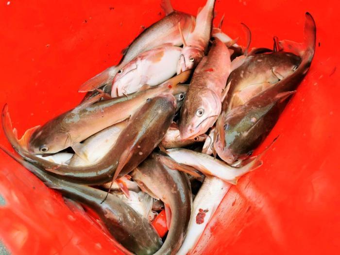 “暗丁”鱼：中华白海豚的口粮 台山赤溪人的乡味