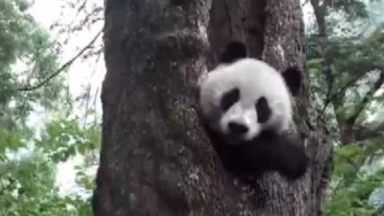 这是啥？大熊猫发现红外相机后又抓又挠
