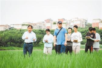 优质品种“牵手”栽培良法，实现稻田氮肥高效利用