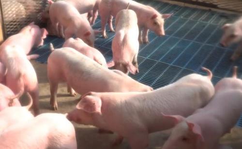 9月份中国投放政府猪肉储备20万吨左右  创单月历史最高