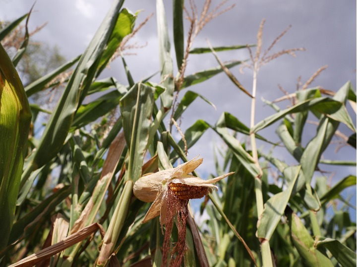 干旱高温致法国玉米“早熟”但产量或创新低