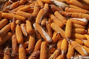 国庆里的丰收季丨济南东营子村3000亩玉米迎收获 村民10亩地收益近2万元