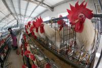 白羽雞苗價格創(chuàng)年內(nèi)高點 高景氣度仍將持續(xù)