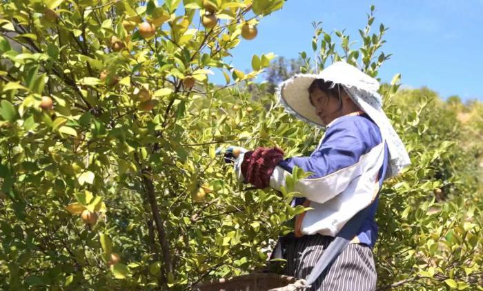 浙江常山28萬畝油茶開采 千畝凈收入超200萬元