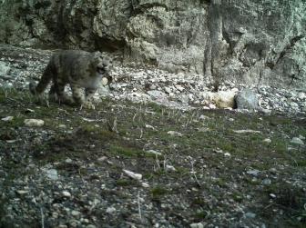 世界雪豹日：祁连山国家公园雪豹适宜栖息地达2万余平方公里