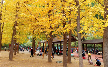 济南森林公园：缤纷秋色入画来