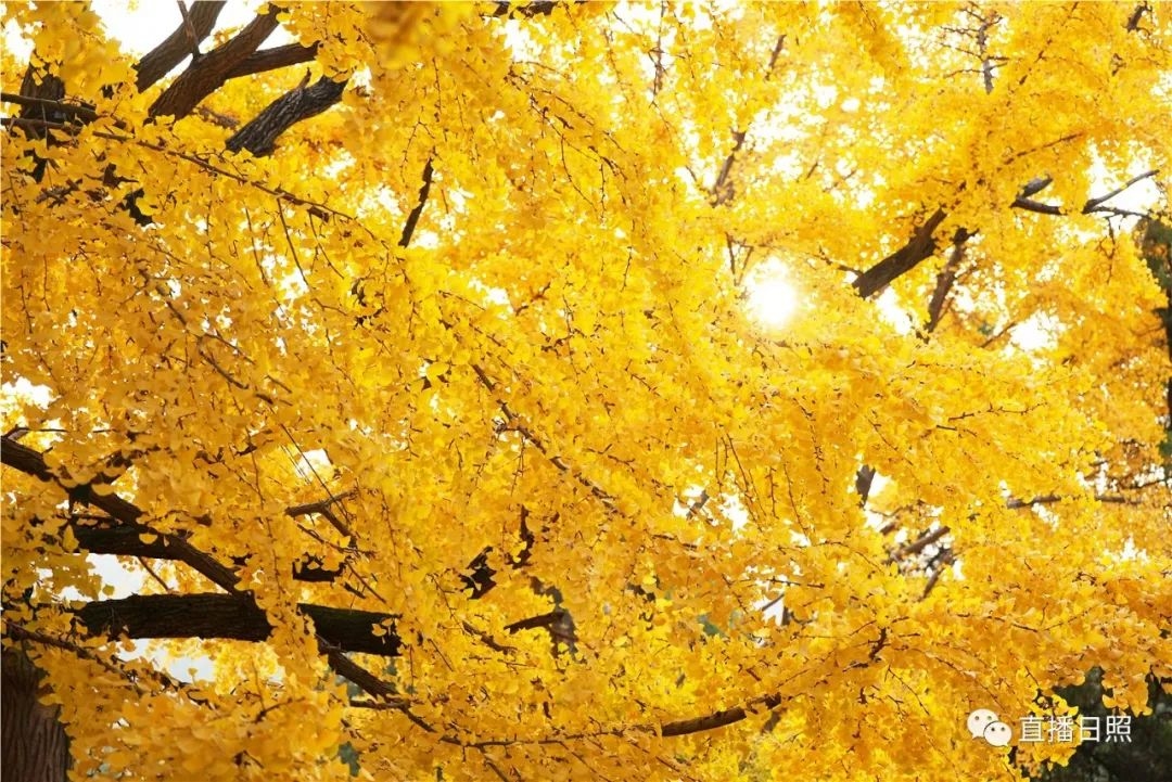 莒国银杏树图片